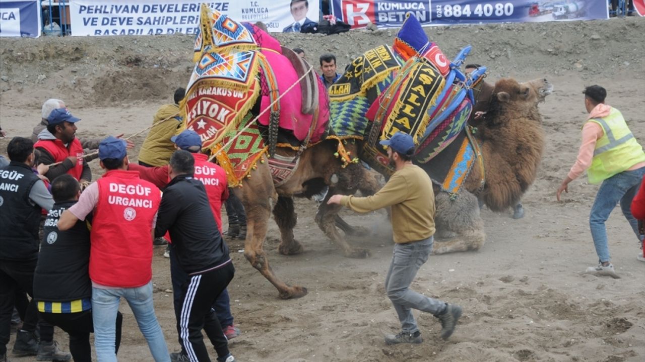 Antalya'da develer güreştirildi