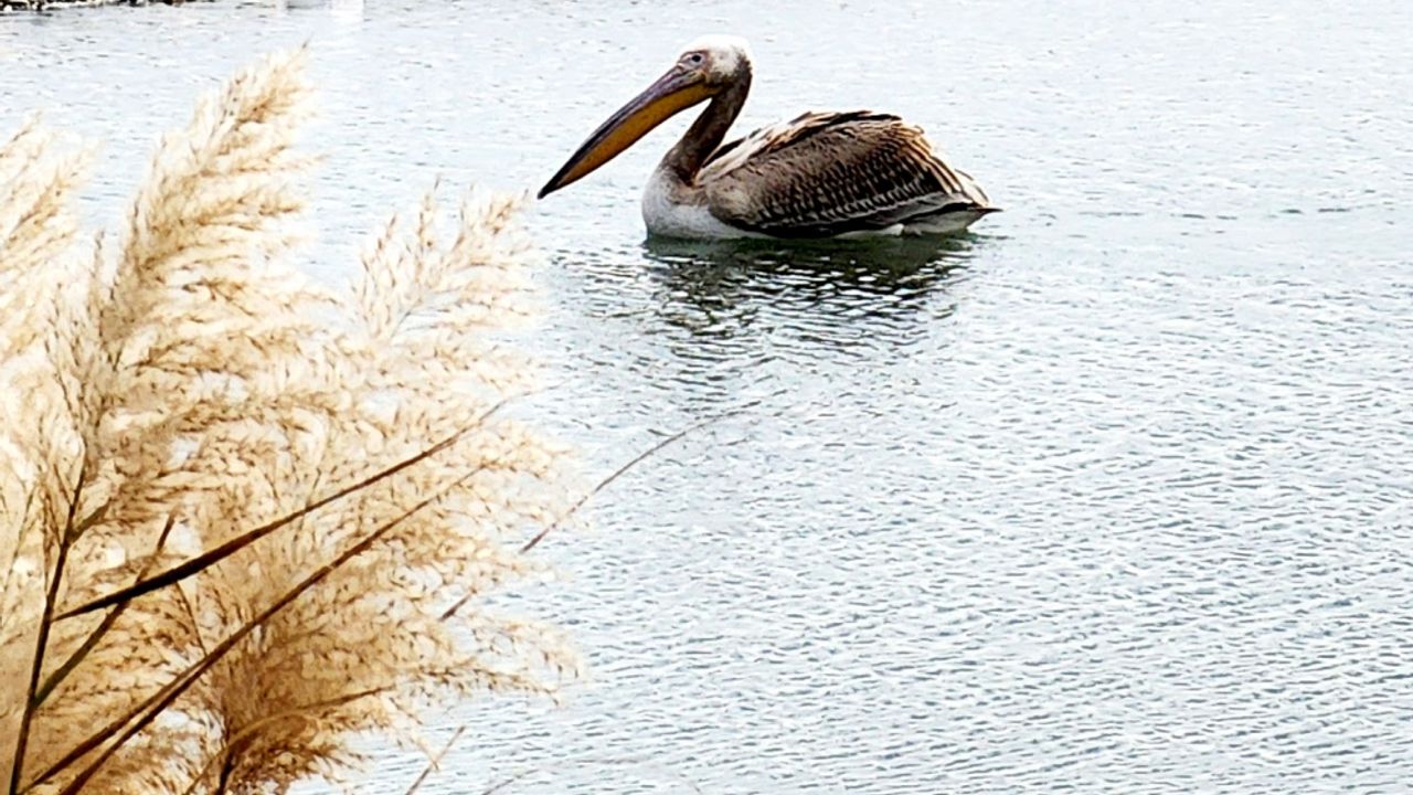 Kemer'de ak pelikan görüldü
