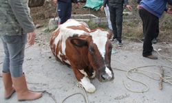 Antalya'da sulama kanalı çukuruna düşen inek iş makinesiyle kurtarıldı