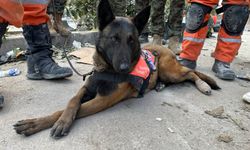 Güney Kore'den gelen ve yaralanan 3 arama kurtarma köpeği ayaklarındaki bandajlarla çalışıyor