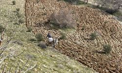 Deprem bölgesinde tarımsal faaliyet hareketleniyor