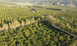 Hatay'da dalında kalan limonların toplanması çağrısı