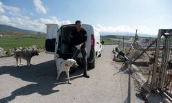 İskenderunlu hayvansever depremde yaralanan köpeklerin tedavisi ve bakımıyla ilgileniyor