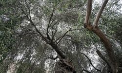 Minaresi yıkılan caminin avlusundaki anıt ağaç depremde zarar görmedi