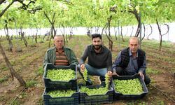 Mersin'de örtü altında üzüm hasadı başladı