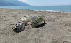Samandağ'da sahilde ölü yeşil deniz kaplumbağası bulundu