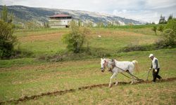 Kahramanmaraş'ın engebeli arazileri atlarla sürülüyor