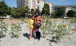 Kahramanmaraş'ta depremde yıkılan kuruyemişçinin enkazında ayçiçekleri yeşerdi