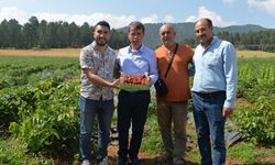 Kahramanmaraş'ta markalaşma hazırlığındaki "Türkoğlu çileği"nde hasat başladı