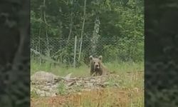 Bilecik’te ayılar bu kez beslenirken görüldü