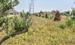 Kepez'de arazilere 30 bin zeytin ağacı dikilecek