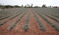 Türkiye'de kullanılan katı atık bertaraf tesisinin teknolojisi yurt dışına taşınıyor