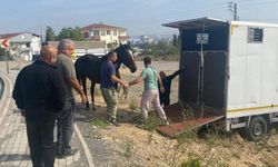 Çayırova'daki başıboş at Tekirdağ’a gönderildi