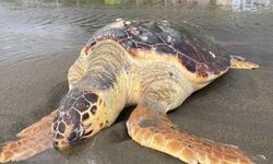 Hatay'da sahilde ölü caretta caretta bulundu