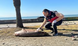 Hatay'ın Dörtyol ilçesi sahilinde ölü Akdeniz foku bulundu