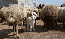 Kahramanmaraşlı depremzede besicilere verilen koyunların ilk kuzuları dünyaya geldi