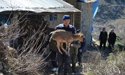 Kahramanmaraş'ta bir evin bahçesine giren yaban keçisi tedavisinin ardından doğaya salınacak