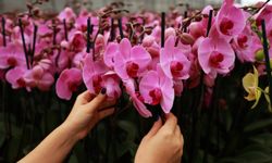 Çukurova'da çiçekler Anneler Günü için hazırlanıyor