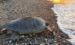 Deniz kaplumbağaları Mersin sahillerine yumurta bırakmaya başladı