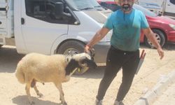 Mersin'de hayvan pazarlarında bayram yoğunluğu yaşanıyor