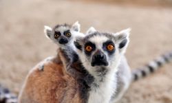 Tarsus Doğa Parkı'ndaki lemur ve sırtlan doğum yaptı