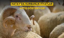 Hatay'da Kurbanlık Fiyatları Artış Gösteriyor!