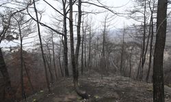 Hatay’da Yanan 3 Bin 300 Hektar Alan Yeniden Hayat Buluyor!