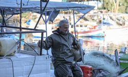 Pelikan 'Suzi' balıkçı barınağının müdavimi oldu