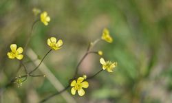 İlk Cemre Havaya Düşüyor!