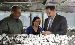 Vali Masatlı Defne’de Mantar Hasadına Katıldı