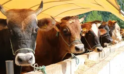 Kurban Bayramı Ne Zaman?