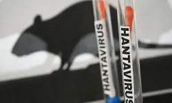 Hantavirüs Alarmı: Nasıl Bulaşır, Belirtileri Neler?