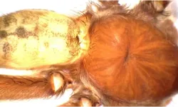 Yeni Tarantula Türü Bilim Dünyasını Heyecanlandırdı!