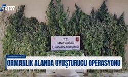 Hatay'da Ormanlık Alanda Uyuşturucu Operasyonu: 915 Kenevir