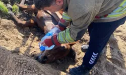 KUYUYA DÜŞEN ATIN  İMDADINA BELEDİYE EKİPLERİ YETİŞTİ!