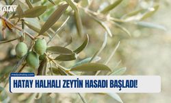 HATAY HALHALI ZEYTİN HASADI BAŞLADI!
