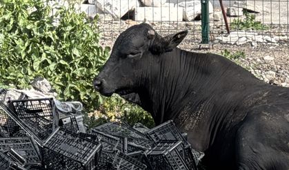 İskenderun'da Kaçan Angus Paniği!