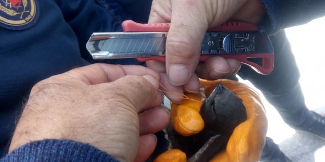 Kahramanmaraş'ta ayağına ip dolanan kırlangıcı itfaiye kurtardı