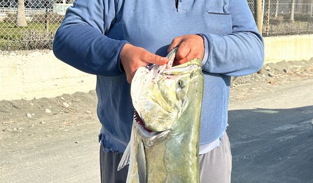 Hatay'da amatör balıkçının oltasına yaklaşık 20 kilogramlık çatalkuyruk takıldı
