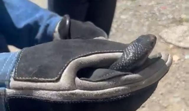 Adana'da eve giren yılanı itfaiye ekipleri çıkarttı