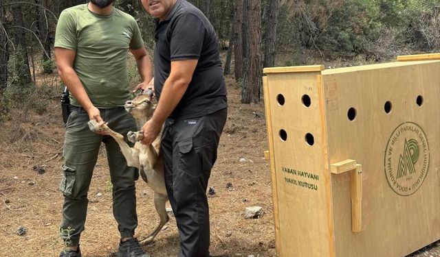 Antalya'da şehre inen yaban keçisi yakalanarak doğaya salındı