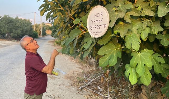 Antalyalı emekli, "incir yemek serbesttir" yazısıyla ikramda bulunuyor