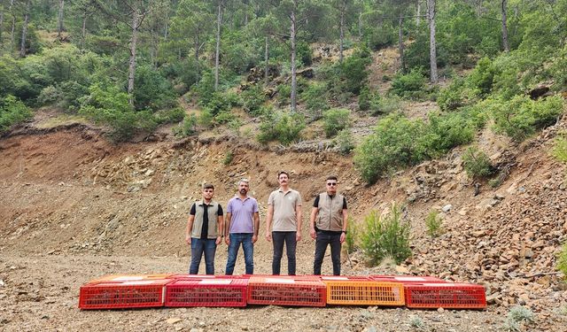 Hatay'da 300 kınalı keklik doğaya bırakıldı