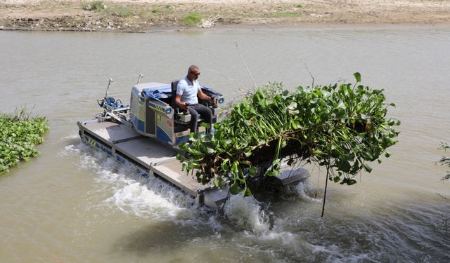 Hatay'da Asi Nehri'ni kaplayan su sümbülleri temizleniyor