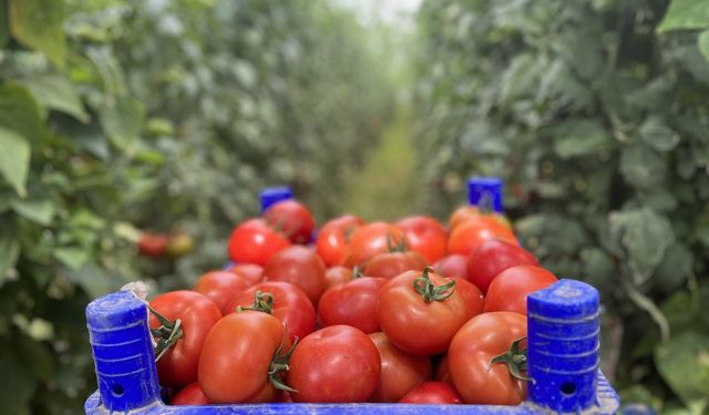 Isparta'nın köyünden Avrupa ve Orta Doğu'ya domates ihracatı