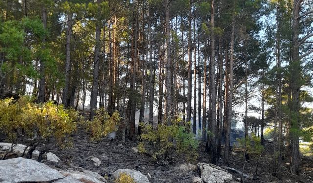 Mersin'de çıkan örtü yangını kontrol altına alındı