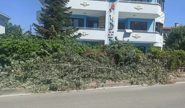 Çamlıca Mahallesi’nde kesilen ağaçlar trafiği engelliyor