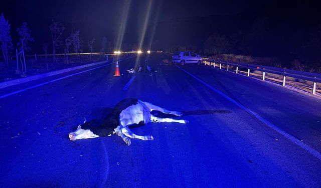 Antalya'da büyükbaş hayvanlara çarpan otomobilin sürücüsü yaralandı