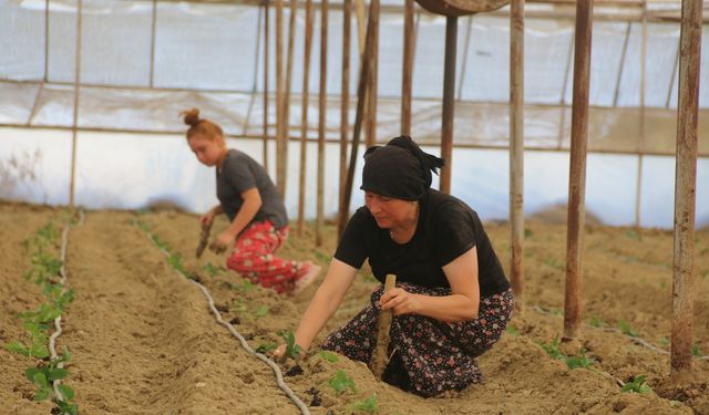 Antalya'da çiftçiler kavurucu sıcaklara rağmen üretim mesaisinde