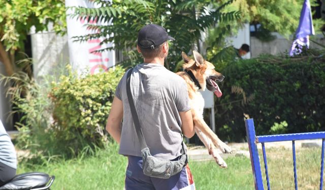 Antalya'da denize düşen köpek kurtarıldı